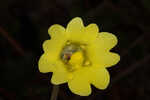 Yellow butterwort